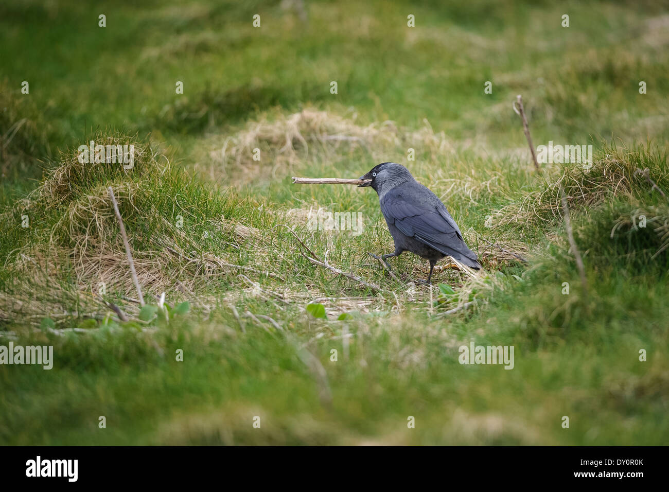 Le comportement des oiseaux/comportement - Un choucas (Corvus monedula) avec une brindille dans son bec, le matériel à utiliser dans son nid. Banque D'Images