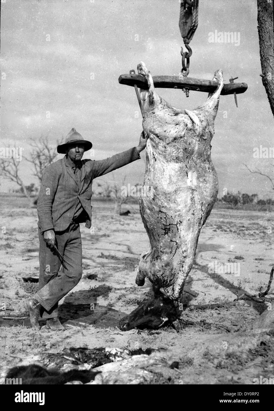 La viande bovine fraîche, Wilcannia, NSW, entre 1935-1937 / photographe Révérend Edward ('Ted') Alexander Roberts Banque D'Images