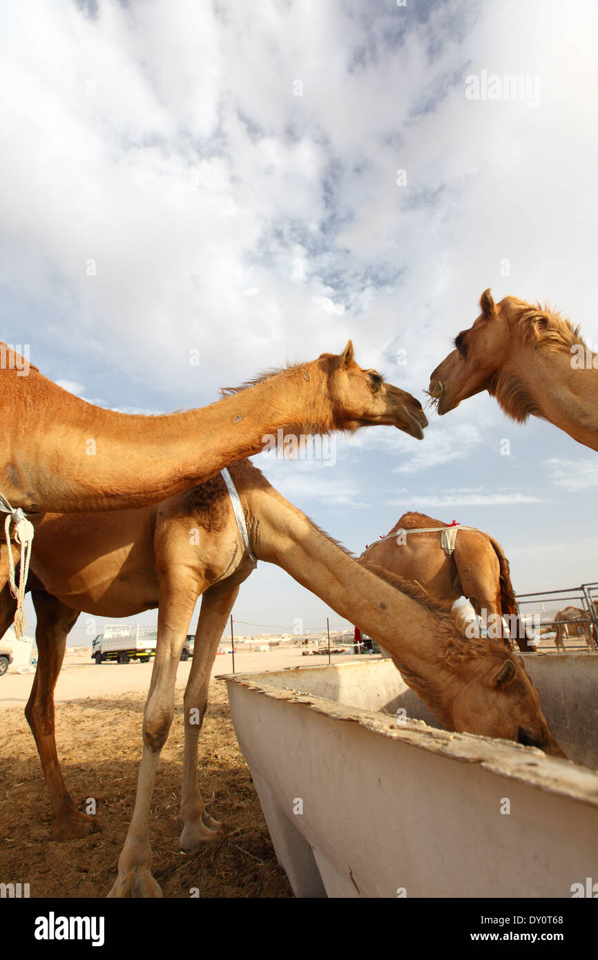 Al Wathba les courses de chameaux, voie, chameaux, désert, Abu Dhabi, Émirats Arabes Unis Banque D'Images