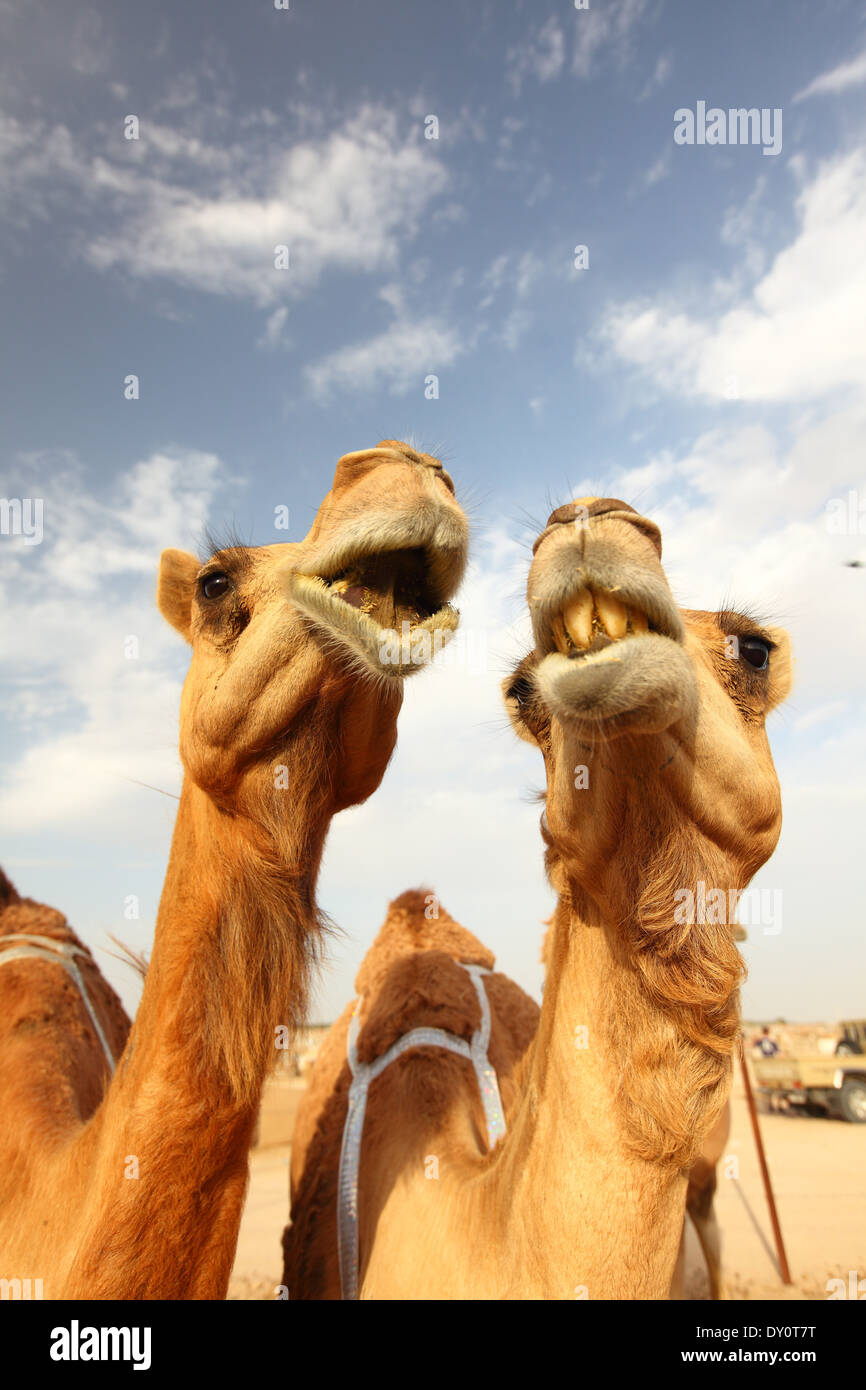 Al Wathba les courses de chameaux, voie, chameaux, désert, Abu Dhabi, Émirats Arabes Unis Banque D'Images