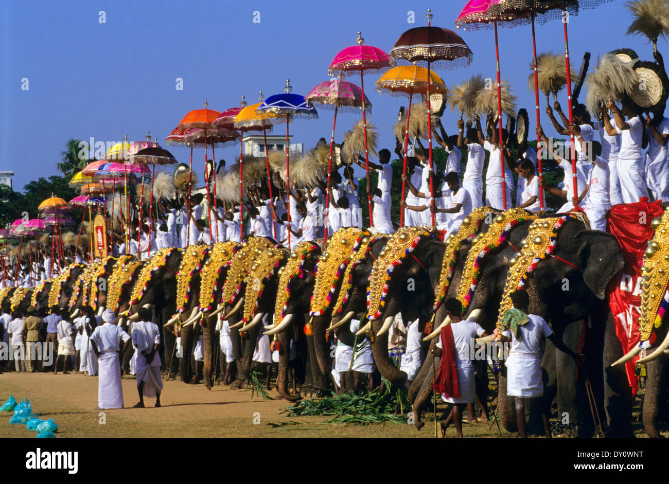 Des éléphants au Tivandrum Pooram festival. L'état du Kerala.L'Inde du Sud. Banque D'Images