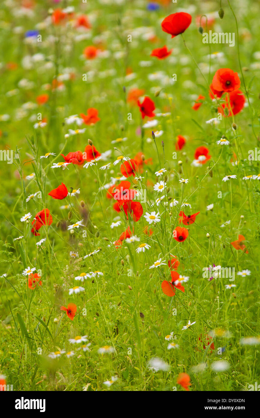 Pré de fleurs sauvages de l'UK avec oxeye daisy et de pavot Banque D'Images