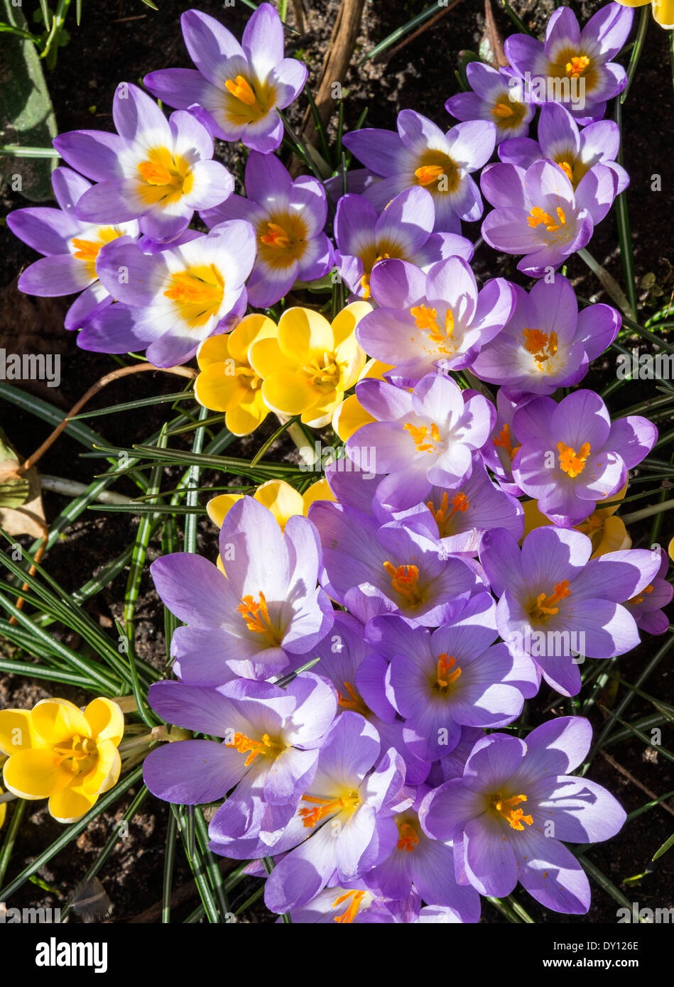 Crocus fleurs en pleine floraison printanière dans un jardin Alsager Cheshire England Royaume-Uni UK Banque D'Images