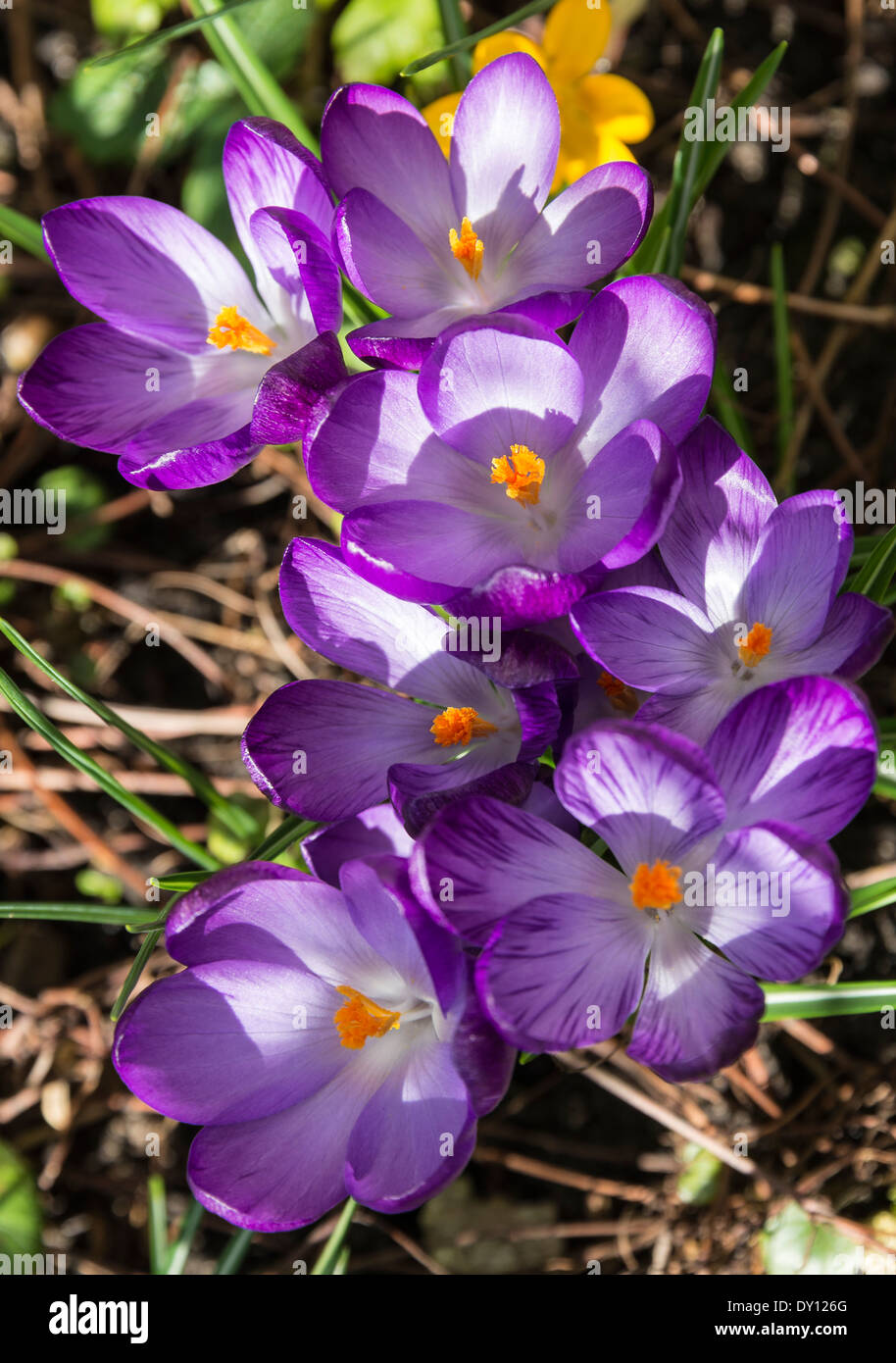 Crocus fleurs en pleine floraison printanière dans un jardin Alsager Cheshire England Royaume-Uni UK Banque D'Images