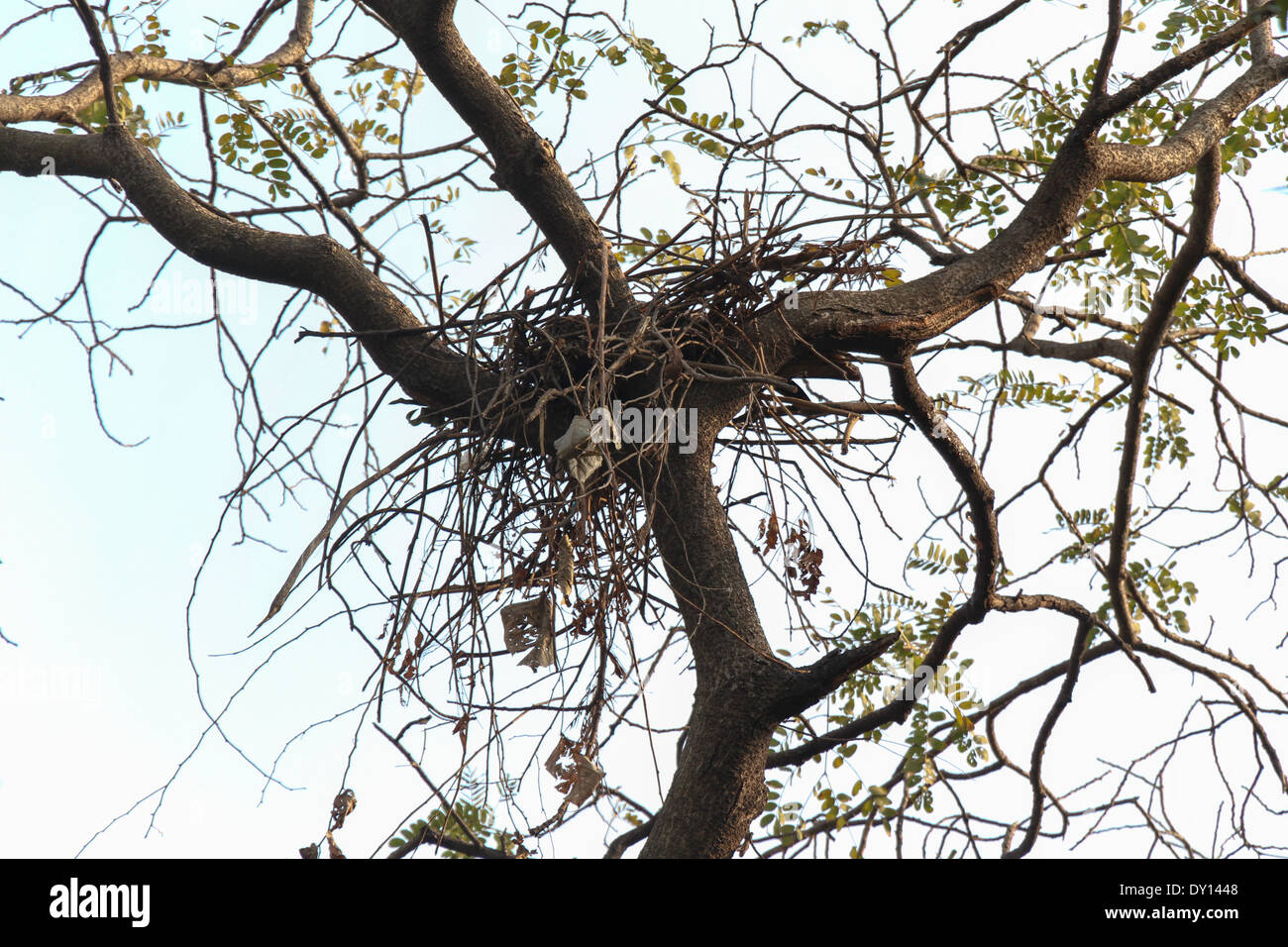 Branches au-dessus du lit d'un arbre dans le Zoo de Delhi, avec ce être un nid (ou peut-être que c'était un stade précoce du nid) Banque D'Images