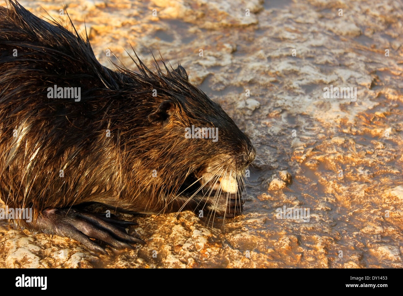 Rat River Banque D'Images