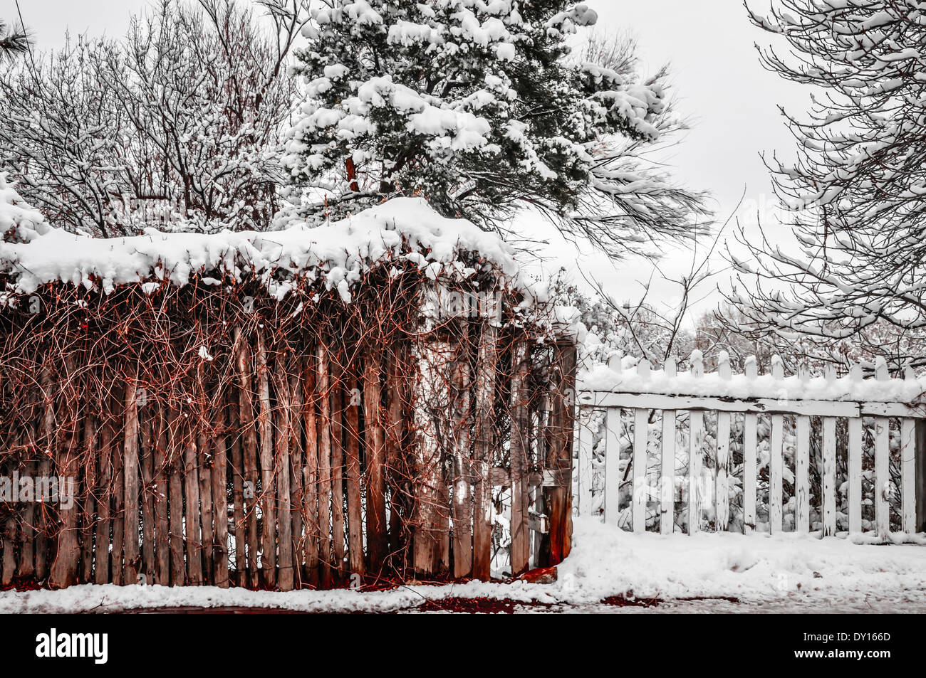 Scène d'hiver de neige recouvrait également mangeuses de vignes sur le coyote clôture en face de clôture blanche et la neige a couvert des arbres. Banque D'Images