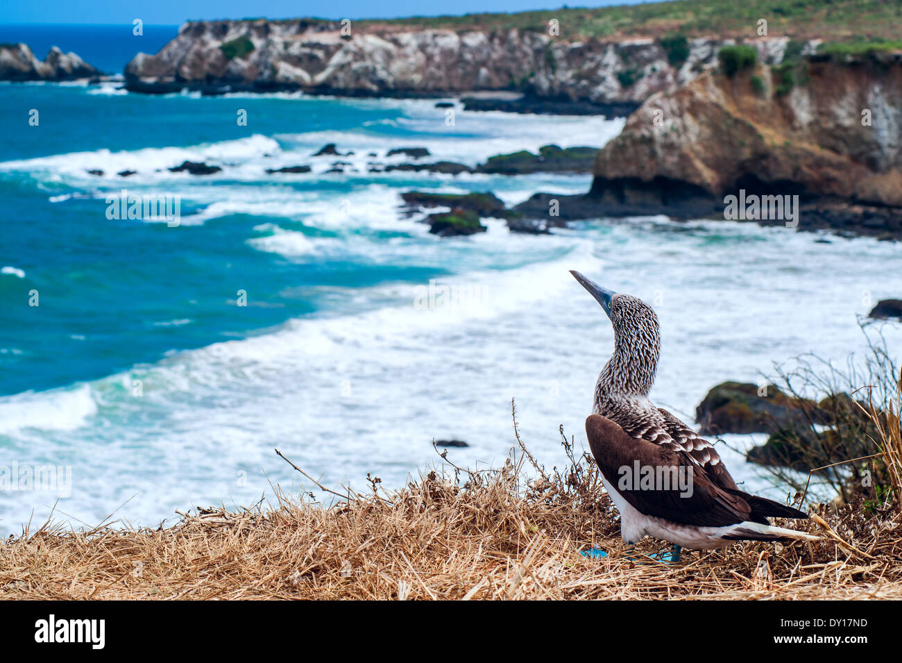 Blue-footed Booby Banque D'Images