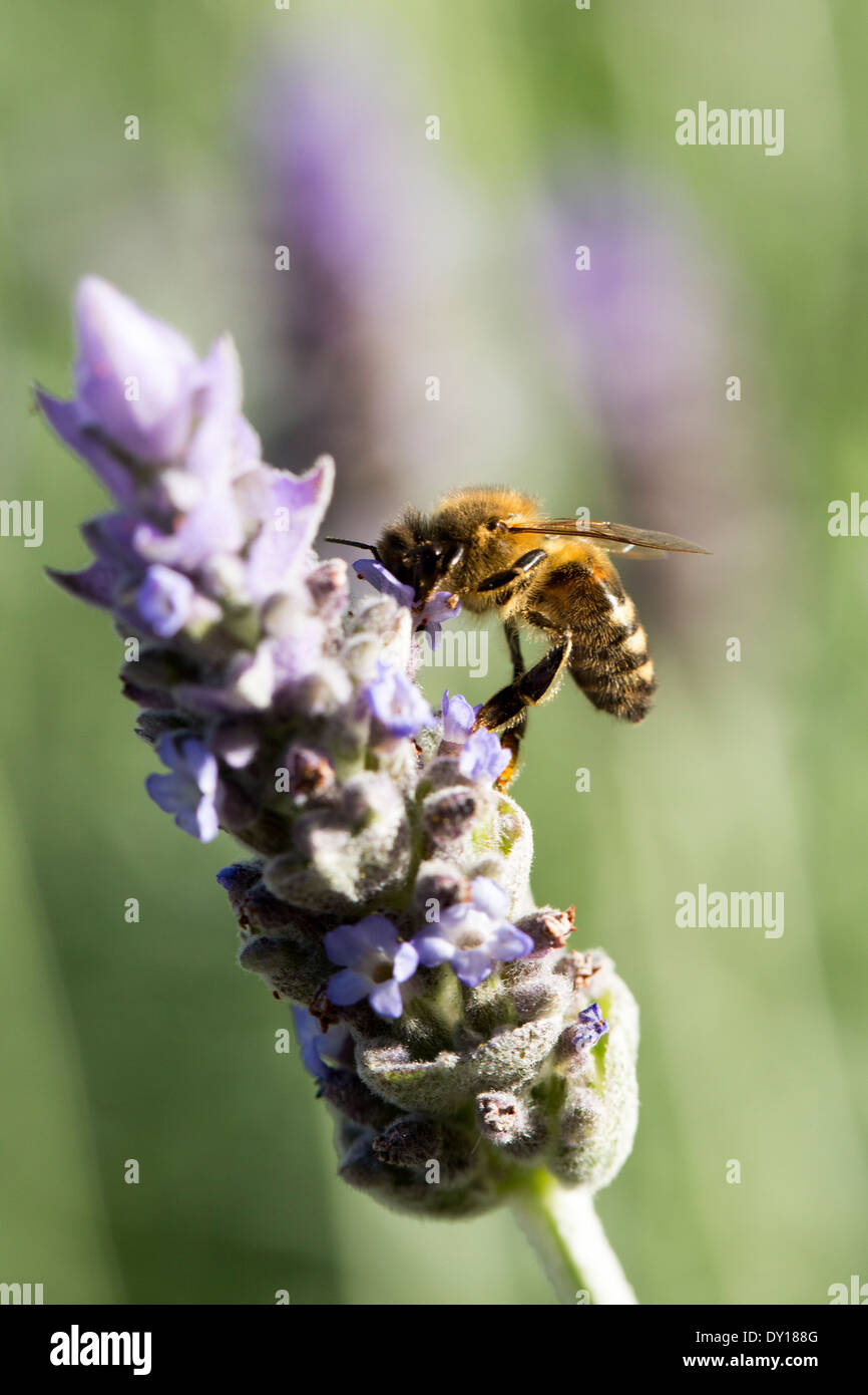 Bee gathering pollen sur des fleurs de lavande en Australie Banque D'Images