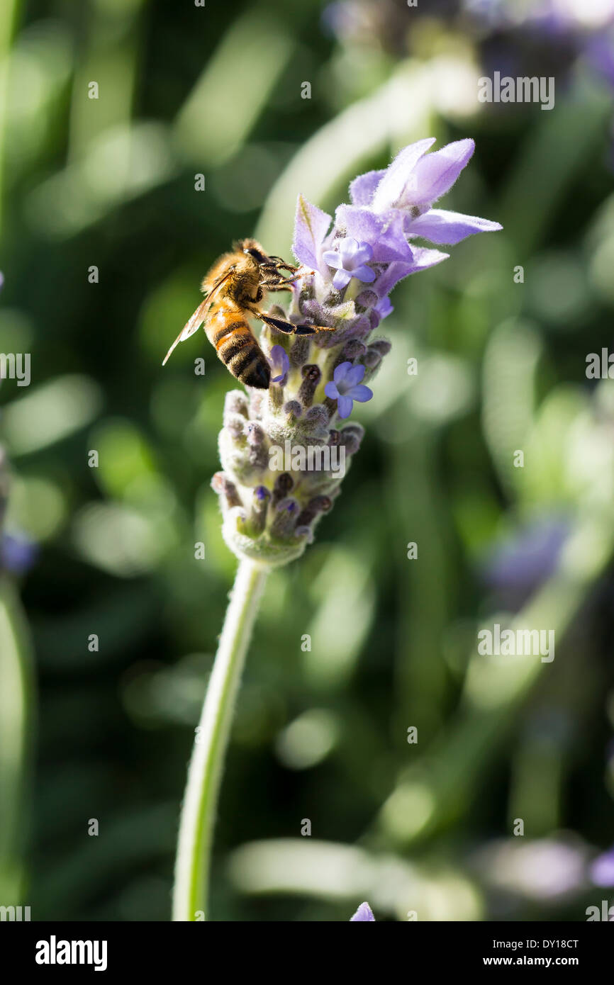 Bee gathering pollen sur des fleurs de lavande en Australie Banque D'Images