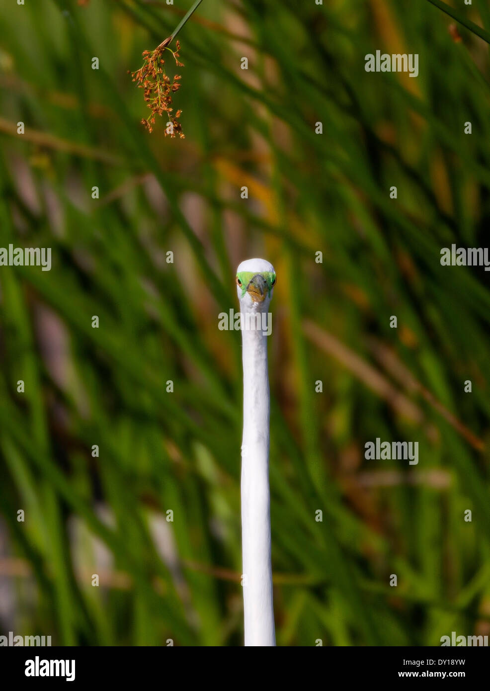 Grande Aigrette en plumage nuptial Banque D'Images