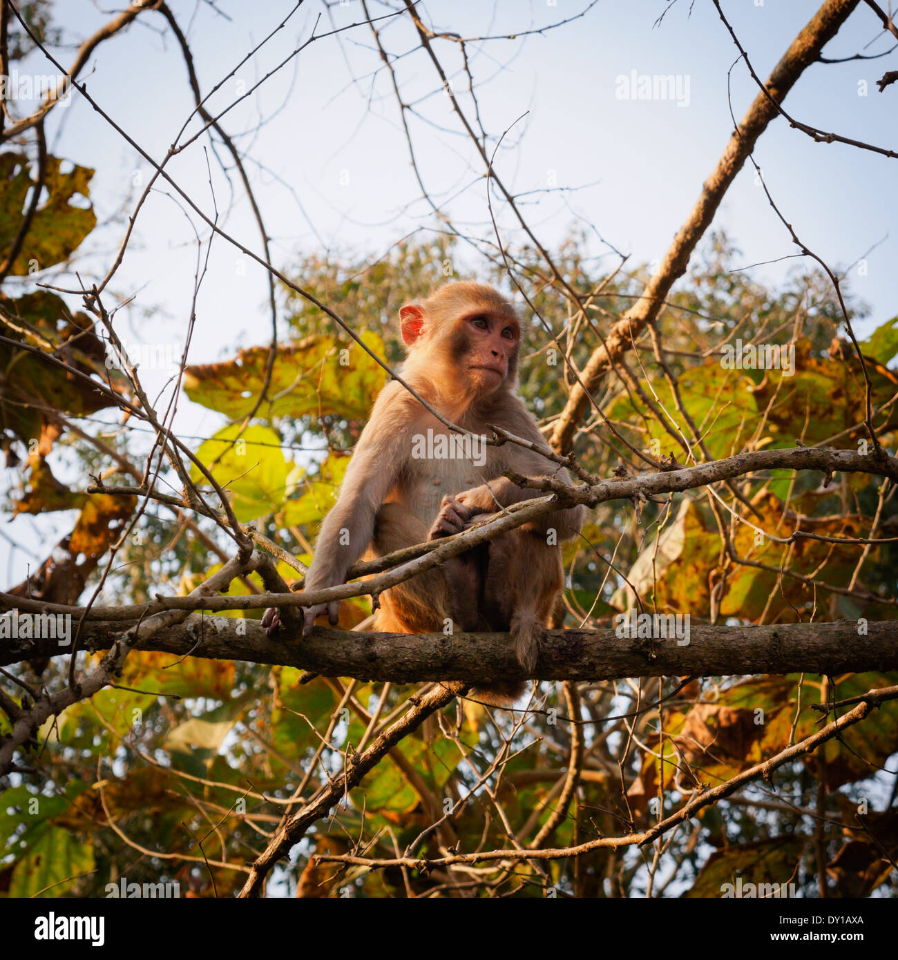 Macaque Rhésus (Macaca mulatta), Népal Banque D'Images