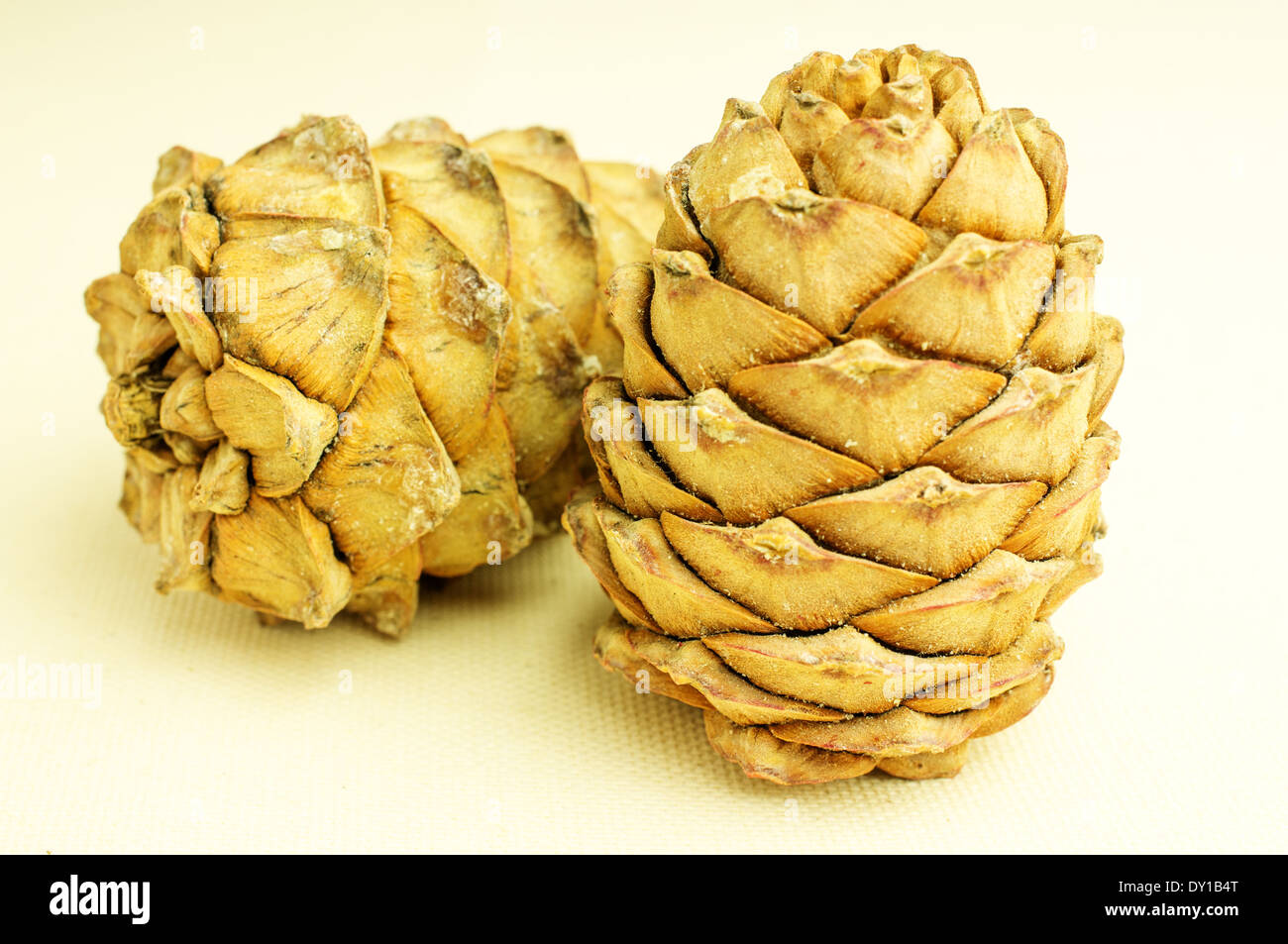 Deux cônes de cèdre. Tissu naturel en arrière-plan. Banque D'Images