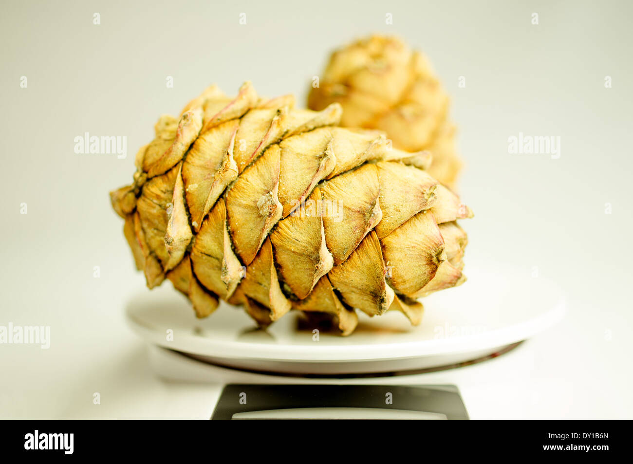 Deux balances électroniques sur cèdre Banque D'Images