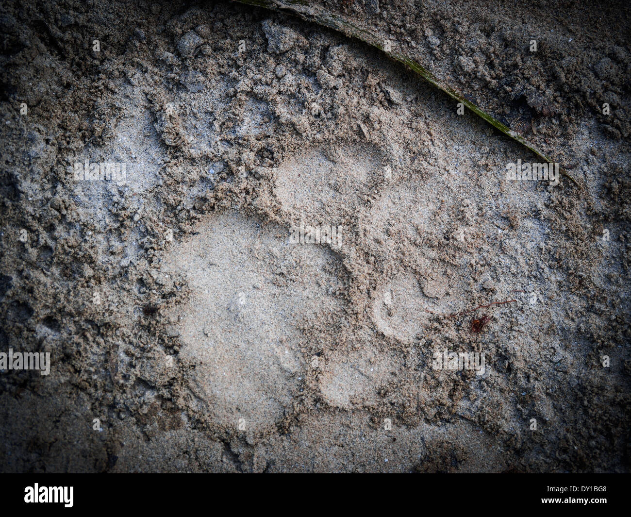 L'empreinte du tigre dans le parc national de Bardia, Népal Banque D'Images