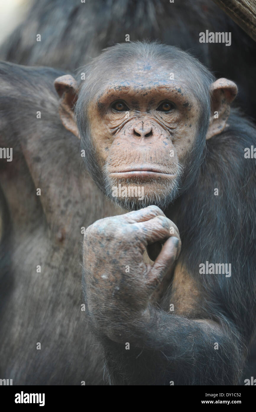 Schimpanse chimpanzé, Banque D'Images
