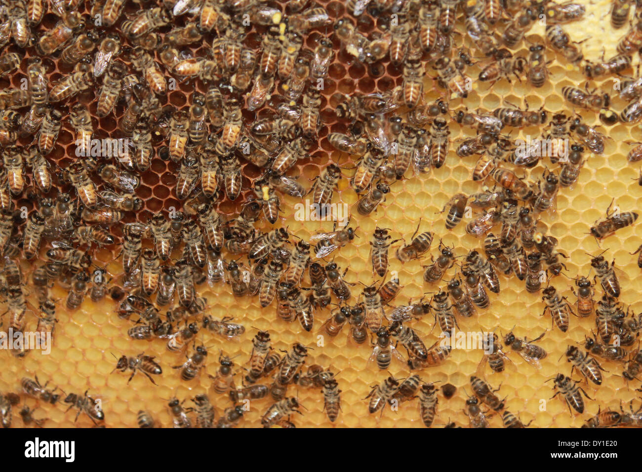 abeilles à miel Banque D'Images