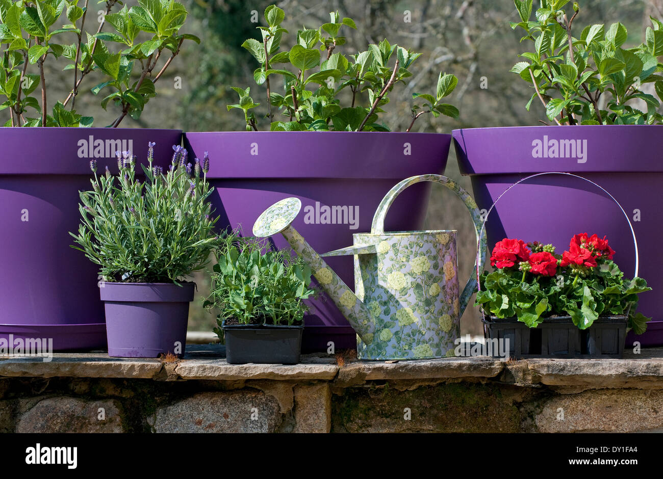 Pots de fleurs violettes Banque de photographies et d'images à haute  résolution - Alamy
