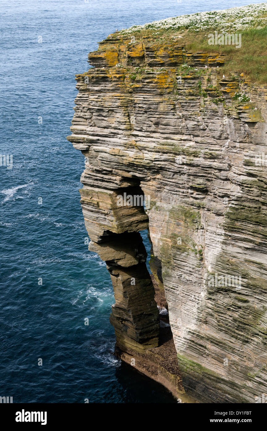 Paysage falaise et rock pilier à Holborn Head, Scrabster, près de Thurso, Caithness, Ecosse, Royaume-Uni. Banque D'Images