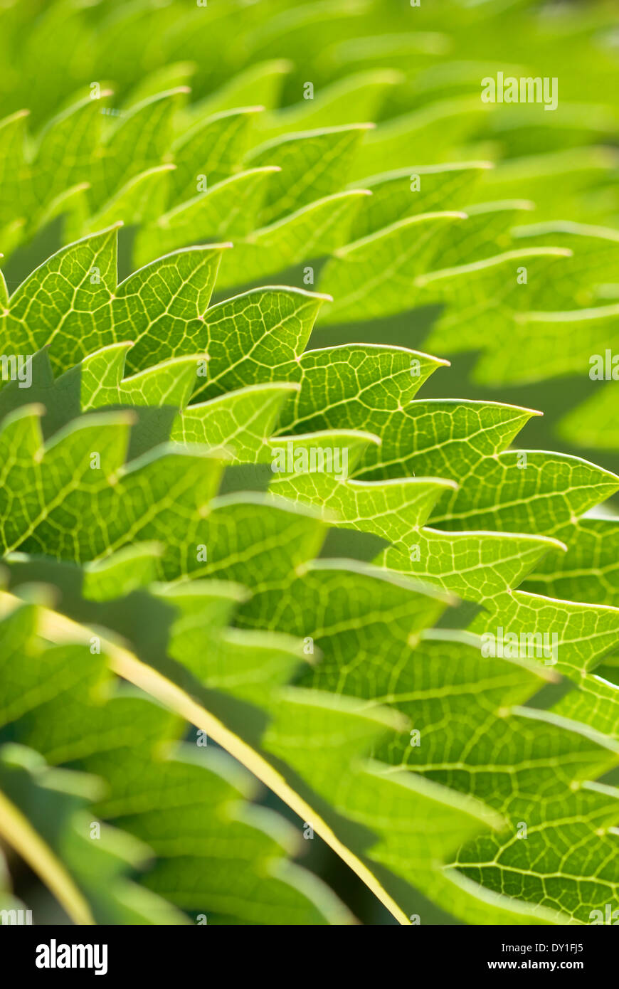 Close up of Melianthus major, Honey Bush. Arbuste, septembre. Feuillage dentelé. Banque D'Images