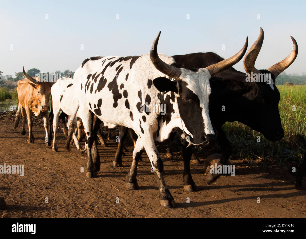 Bovins Nguni traverser la rivière Limpopo flooplain dans la province de Gaza, au Mozambique Banque D'Images