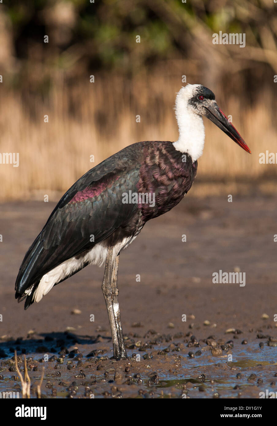 Un Woolly-necked Stork ( Ciconia episcopus) à Umlalazi Nature Reserve, KwaZulu-Natal Banque D'Images