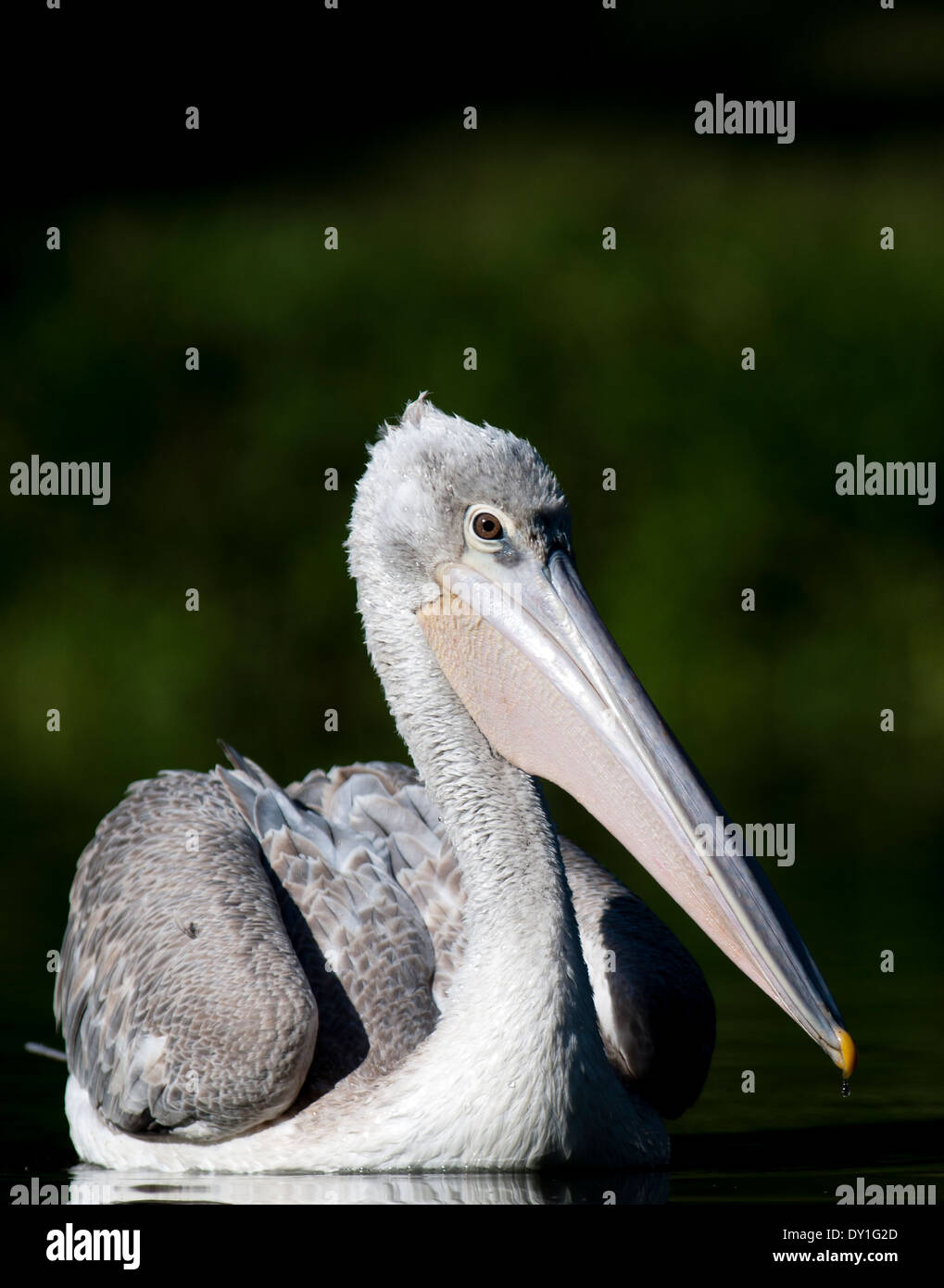 Un pélican à dos Rosé (Pelecanus rufescens) à Durban, le KwaZulu-Natal Banque D'Images