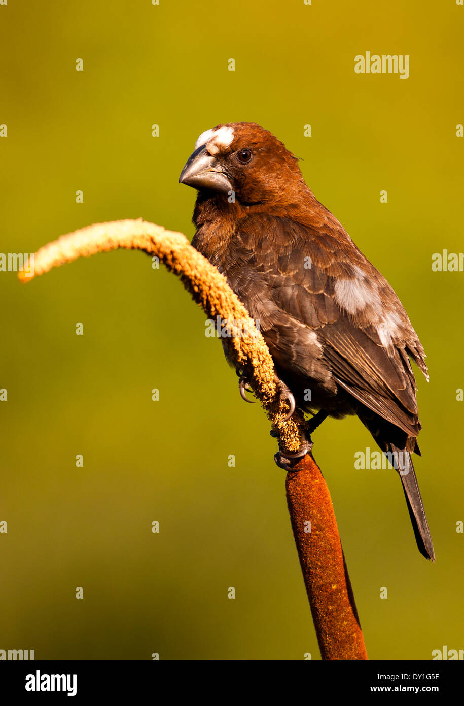 Un Thick-billed Weaver (Amblyospiza albifrons) parc à des colons, KwaZulu-Natal, Afrique du Sud Banque D'Images