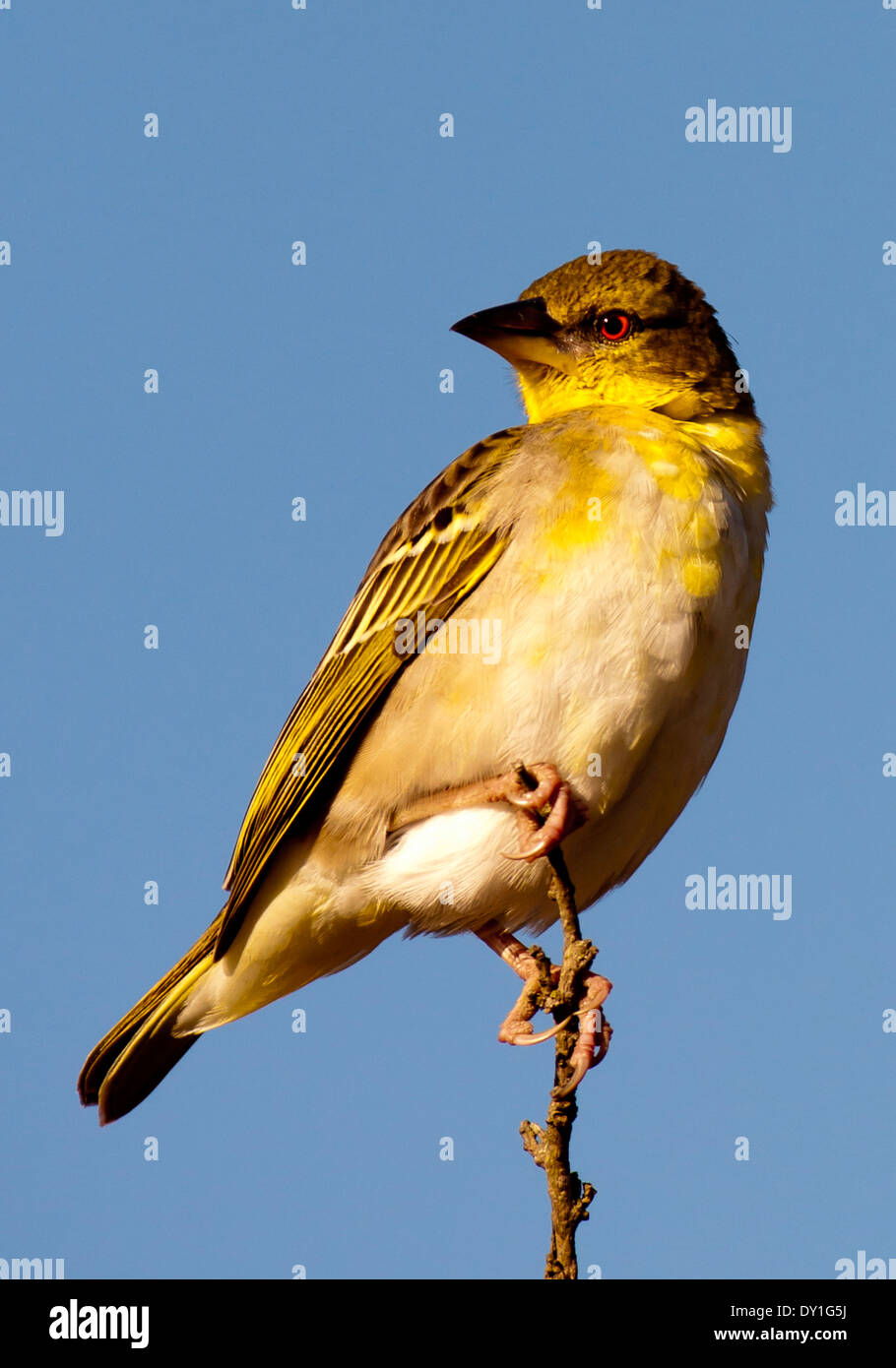 Un Village Weaver ( Ploceus cucullatus) en plumage non-reproduction à Shongweni Nature Reserve, KwaZulu-Natal, Afrique du Sud Banque D'Images