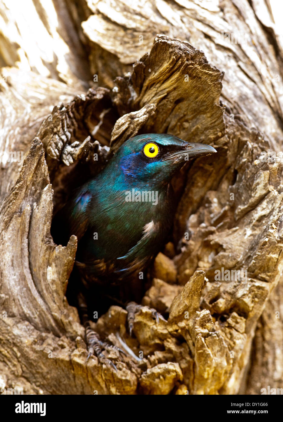 Une plus grande choucador à oreillons bleus (Lamprotornis chalybaeus) dans le parc national Kruger, Afrique du Sud Banque D'Images