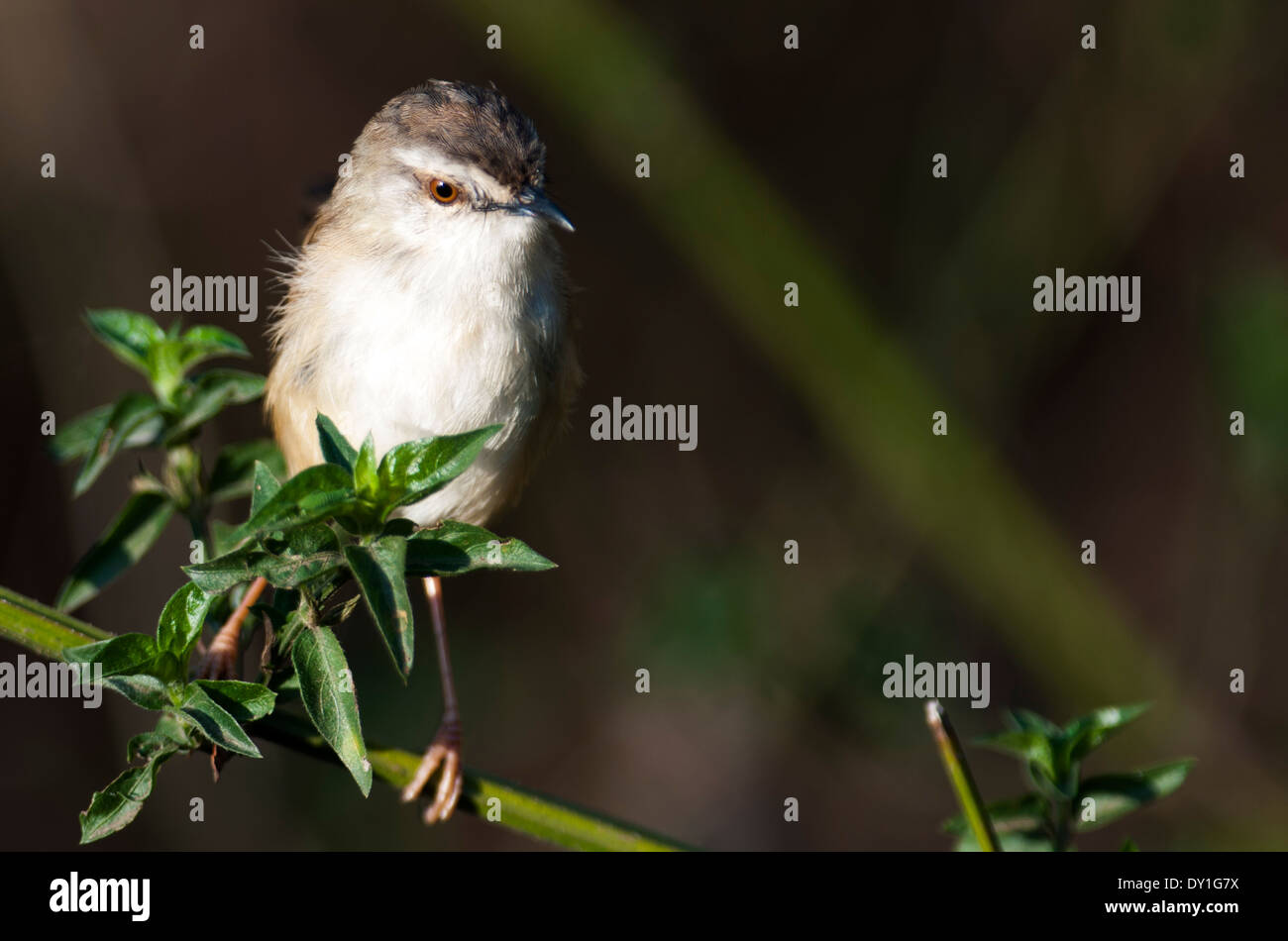 Un Tawany-flanquée Prinia subflava Prinia (réserve naturelle) à Shongweni, KwaZulu-Natal, Afrique du Sud Banque D'Images