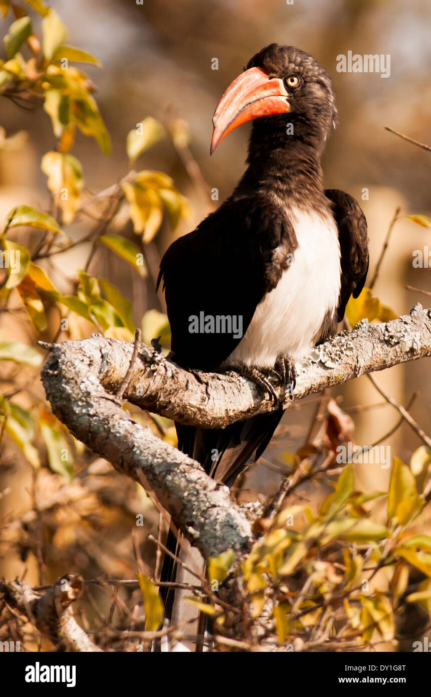 Un Calao couronné (Tockus alboterminatus) dans Krantzkloof Nature Reserve, KwaZulu-Natal, Afrique du Sud Banque D'Images