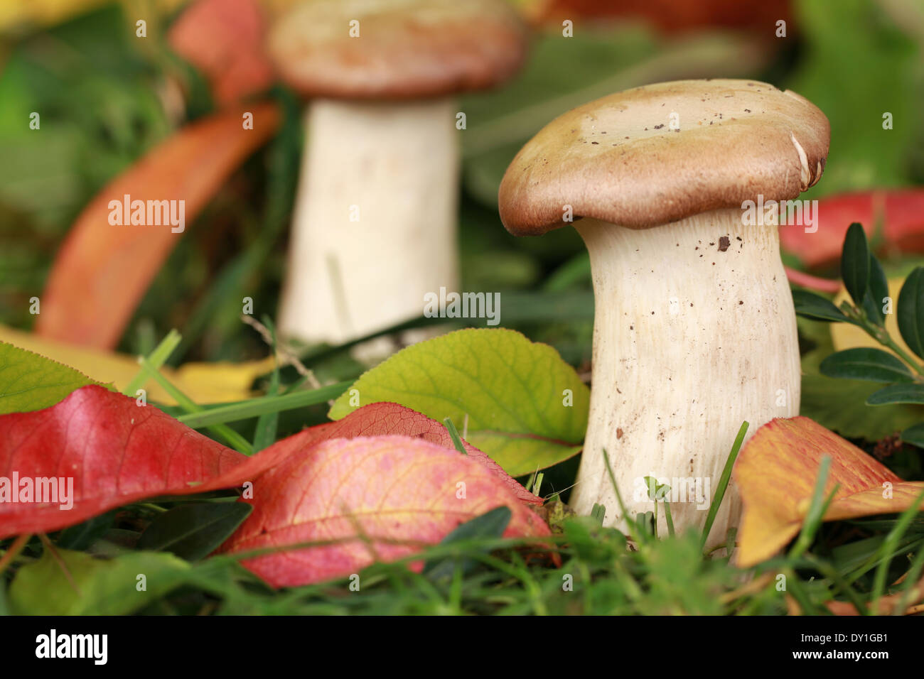 Champignons dans une forêt en automne, faible profondeur de champ Banque D'Images