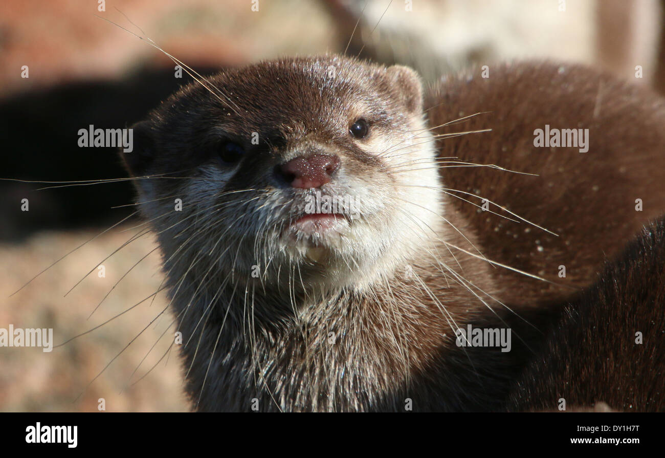 Gros plan de la tête d'un Oriental ou asiatique petite loutre griffus (Aonyx cinereus) Banque D'Images