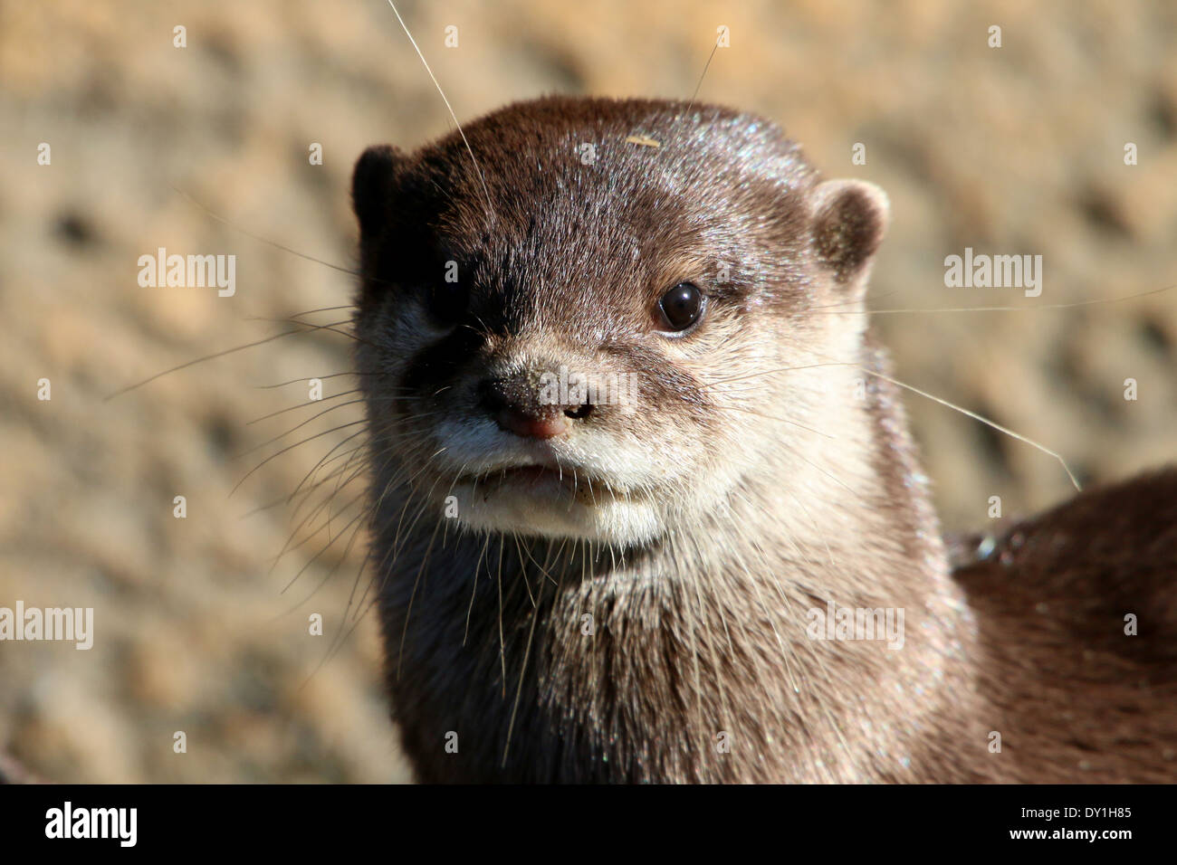 Gros plan de la tête d'un Oriental ou asiatique petite loutre griffus (Aonyx cinereus) Banque D'Images