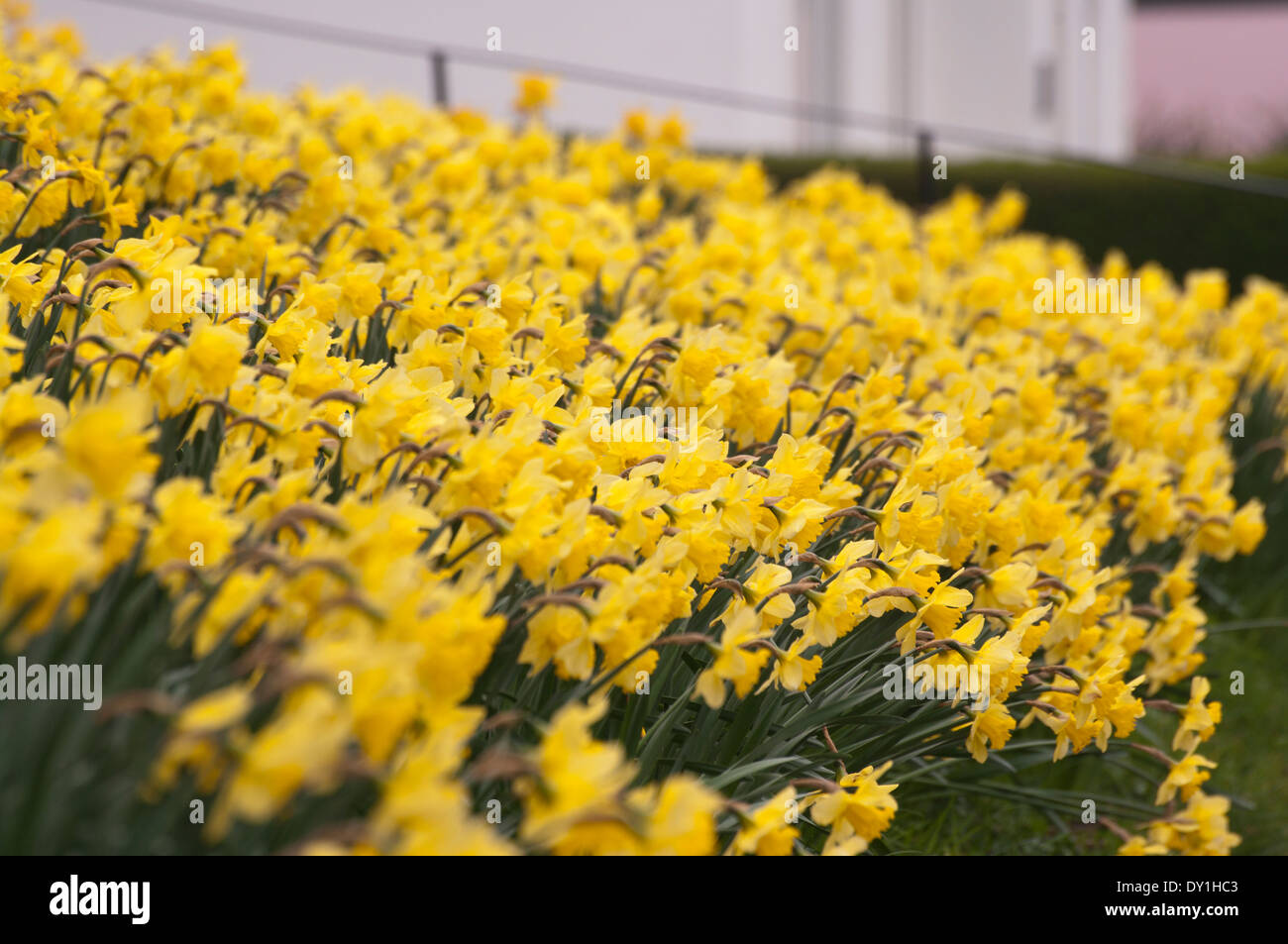 La dérive des jonquilles jaune printemps UK Banque D'Images