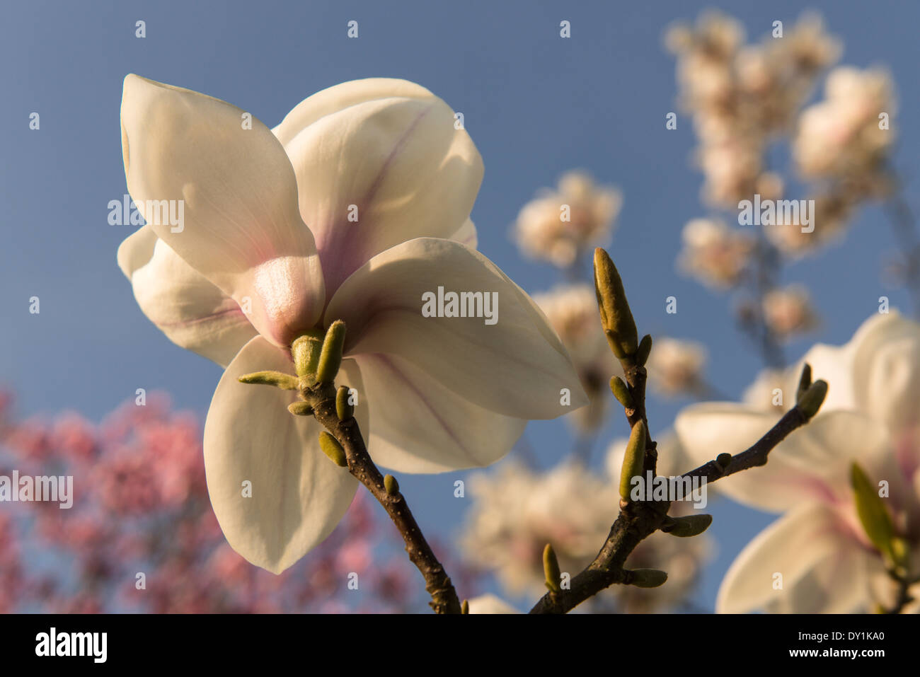 Magnolia blossom ( Magnolia Sprengeri 'Diva') à la fin de l'après-midi du soleil. Printemps, Royal Botanic Gardens, Kew, Londres. UK Banque D'Images