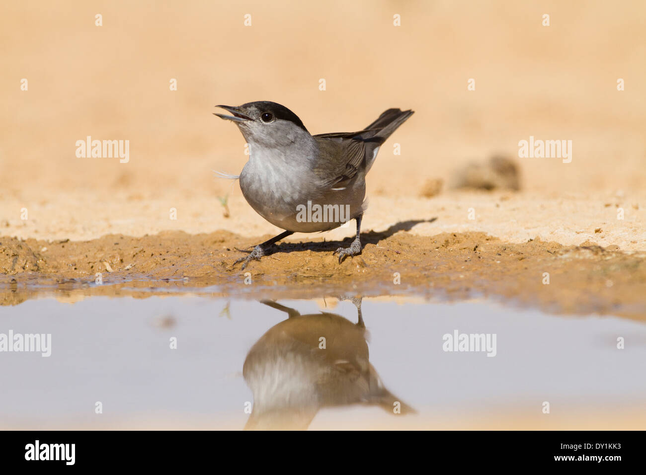 Eurasian Blackcap (Sylvia atricapilla) hommes près de l'eau, désert du Néguev, Israël Banque D'Images