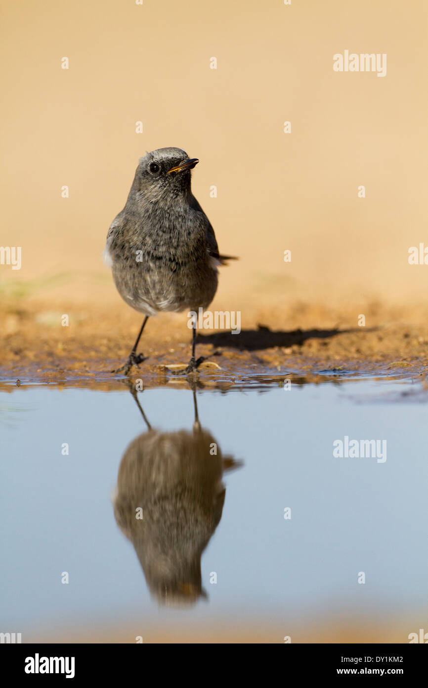 Rougequeue noir (Phoenicurus ochruros) près de l'eau, désert du Néguev, Israël Banque D'Images