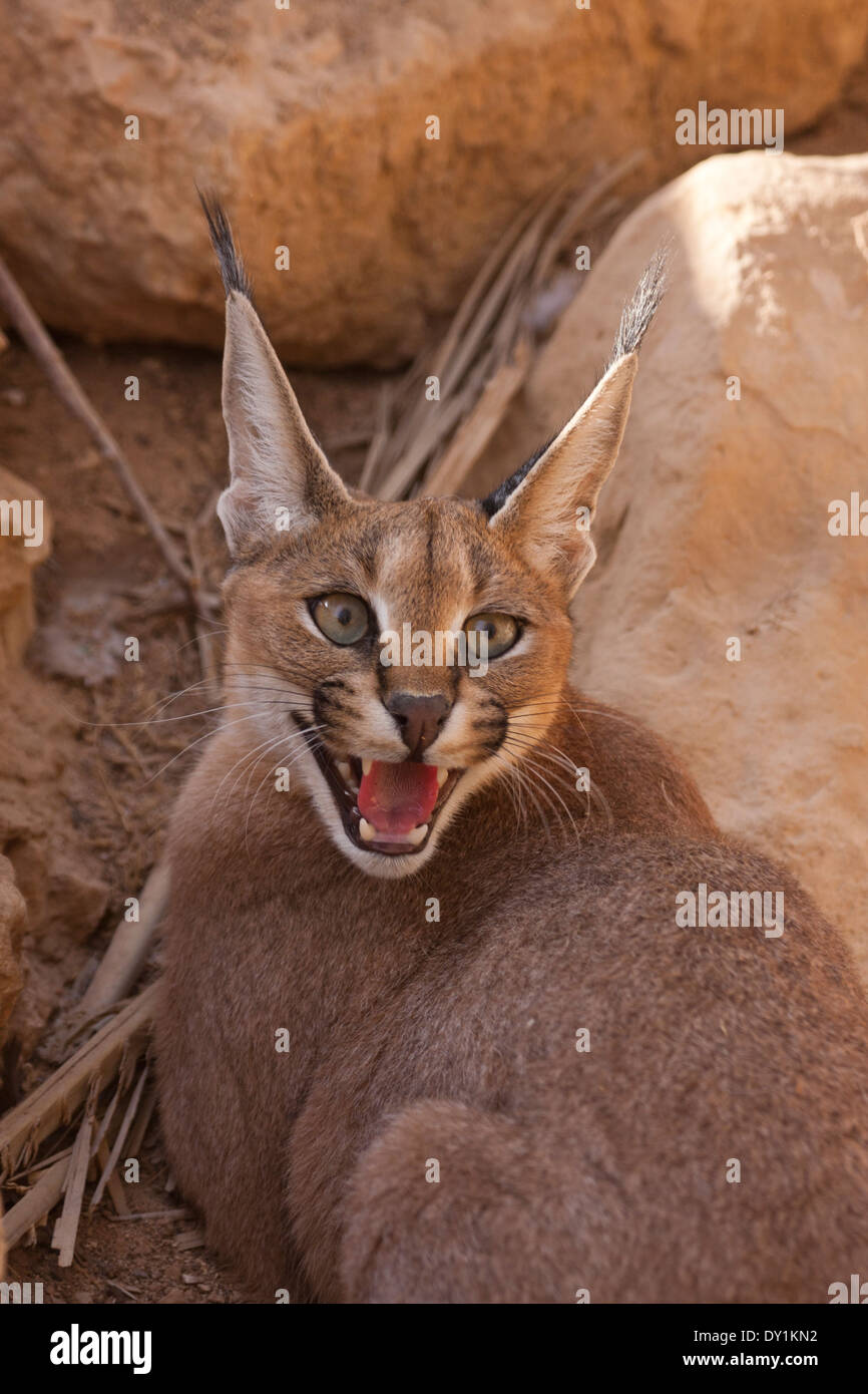 Caracal (Caracal caracal), également connu sous le nom de Desert Lynx, Banque D'Images