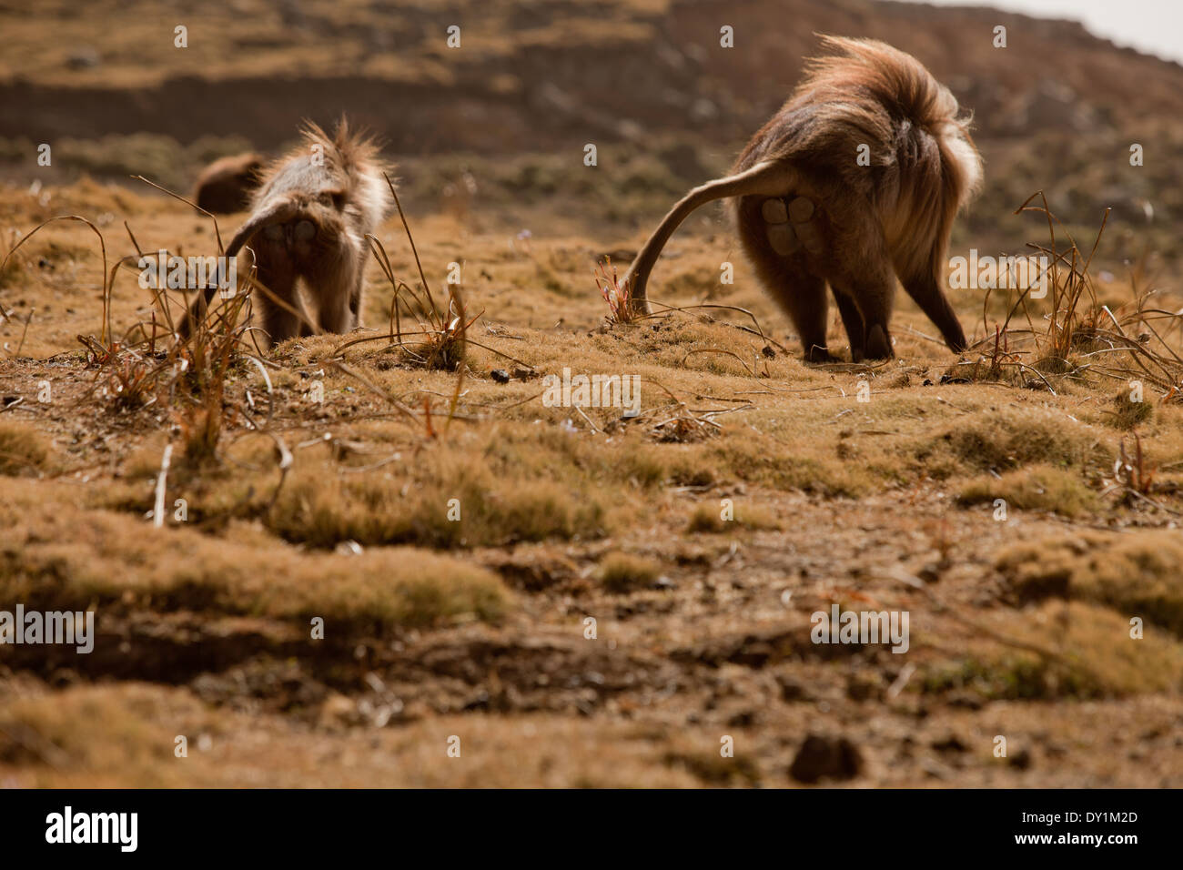 Le Singe gélada dans les montagnes de l'Afrique de l'Éthiopie Banque D'Images