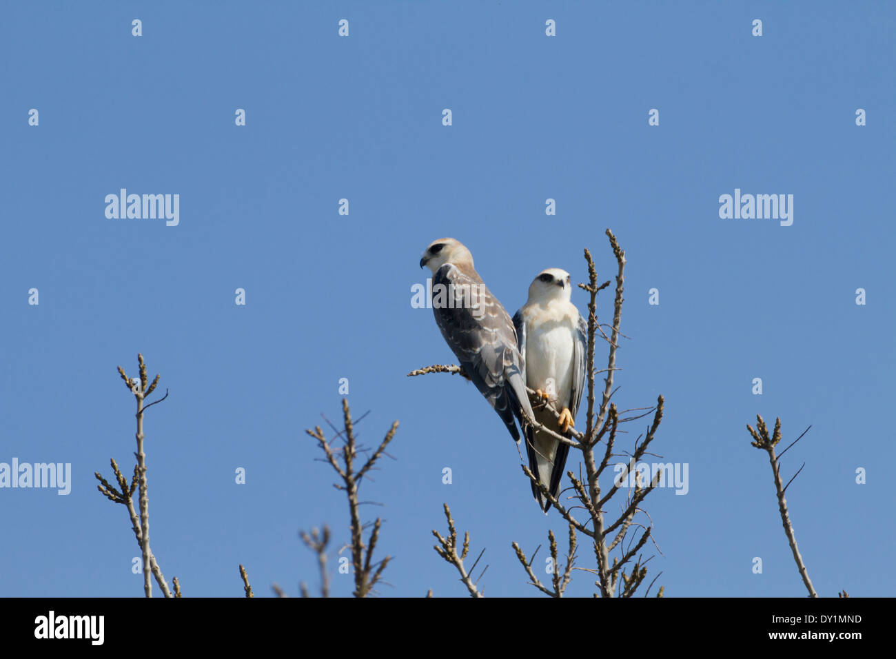 Black-winged Kite (Elanus caeruleus) 2 sur l'arbre, hulla valley, Israël Banque D'Images