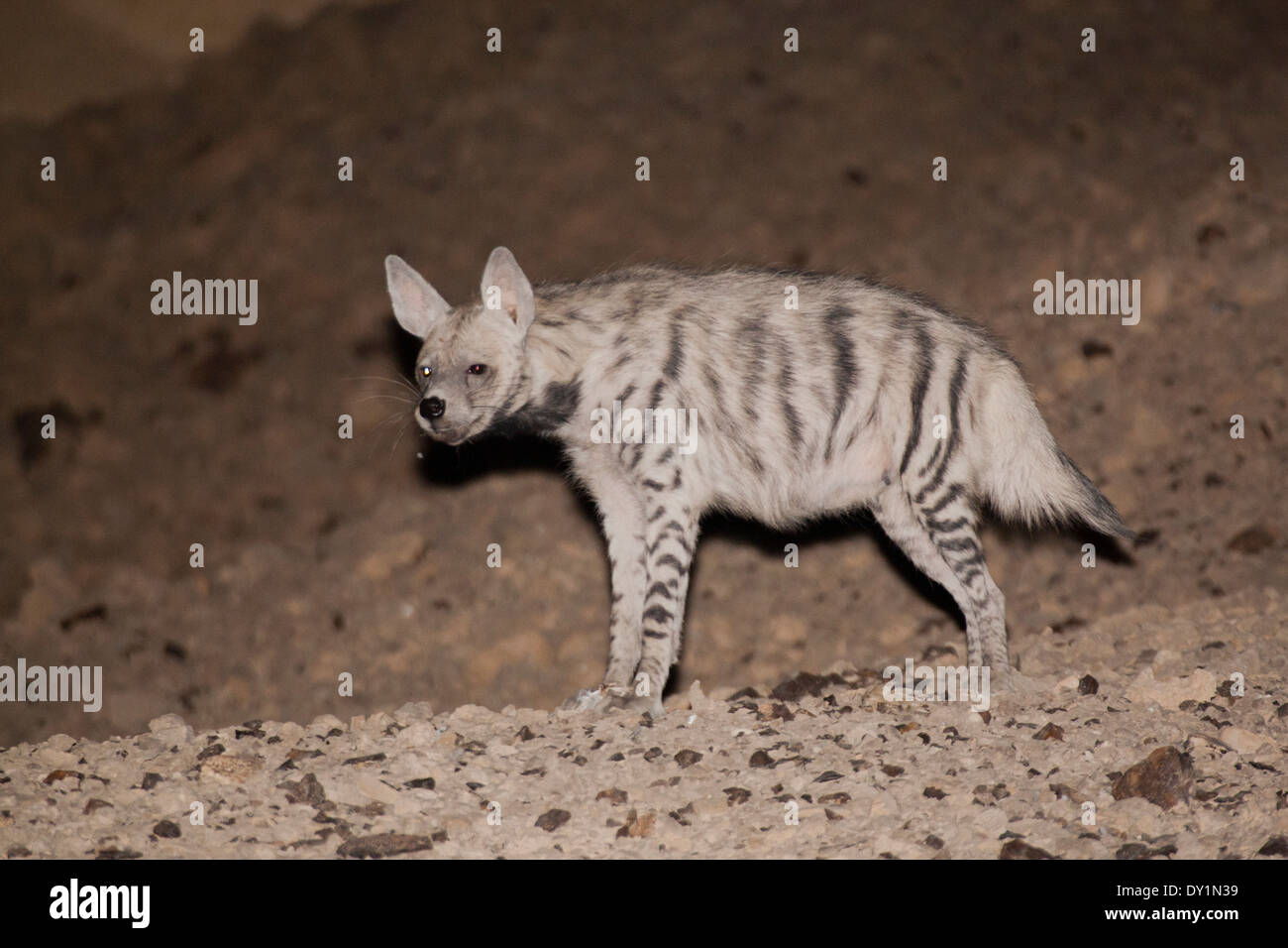 Hyène rayée (Hyaena hyaena) désert de l'arava, Israël Banque D'Images