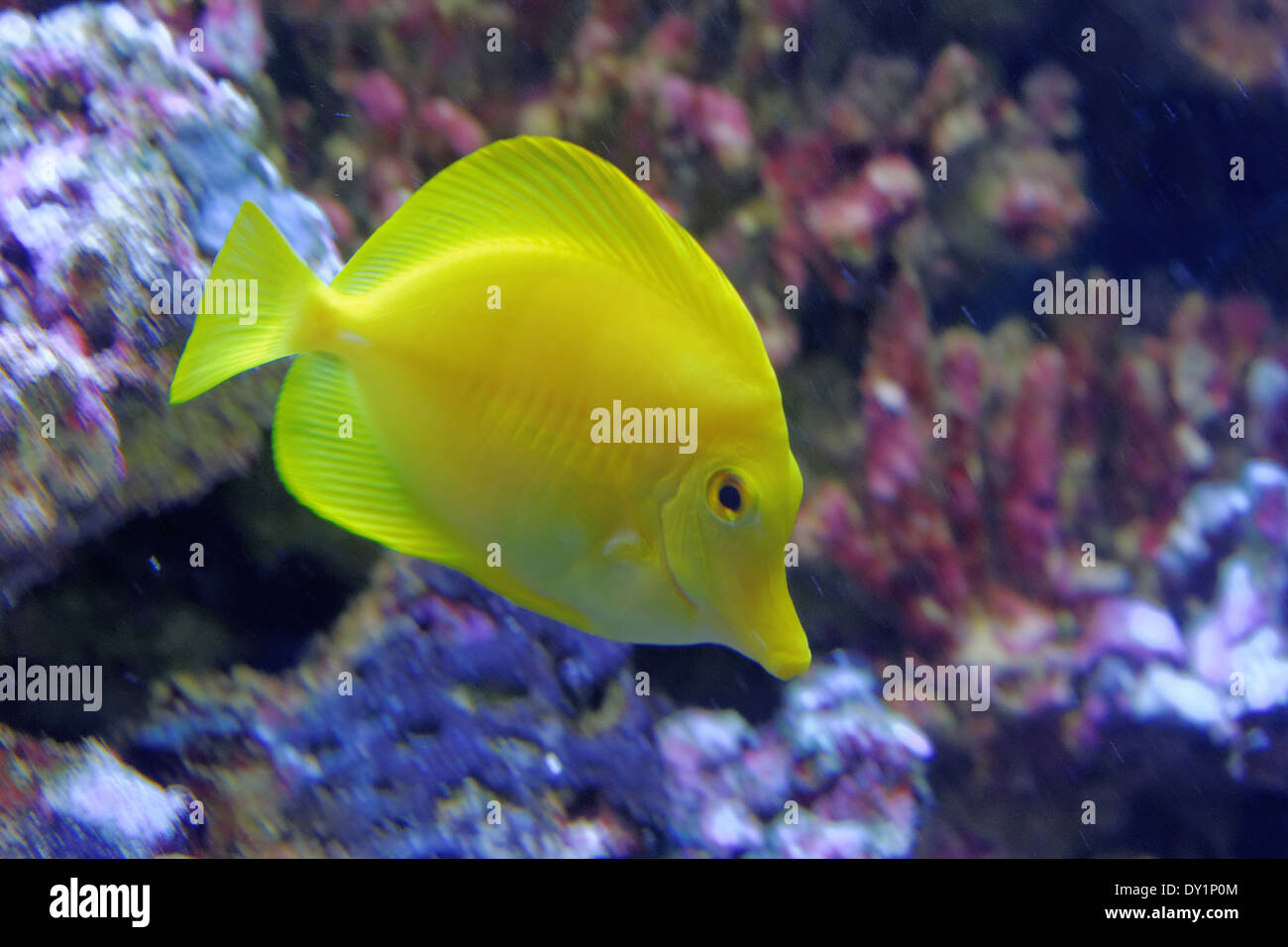 Zebrasoma flavescens tang (jaune) est un poisson de mer de la famille des Acanthuridae. Banque D'Images