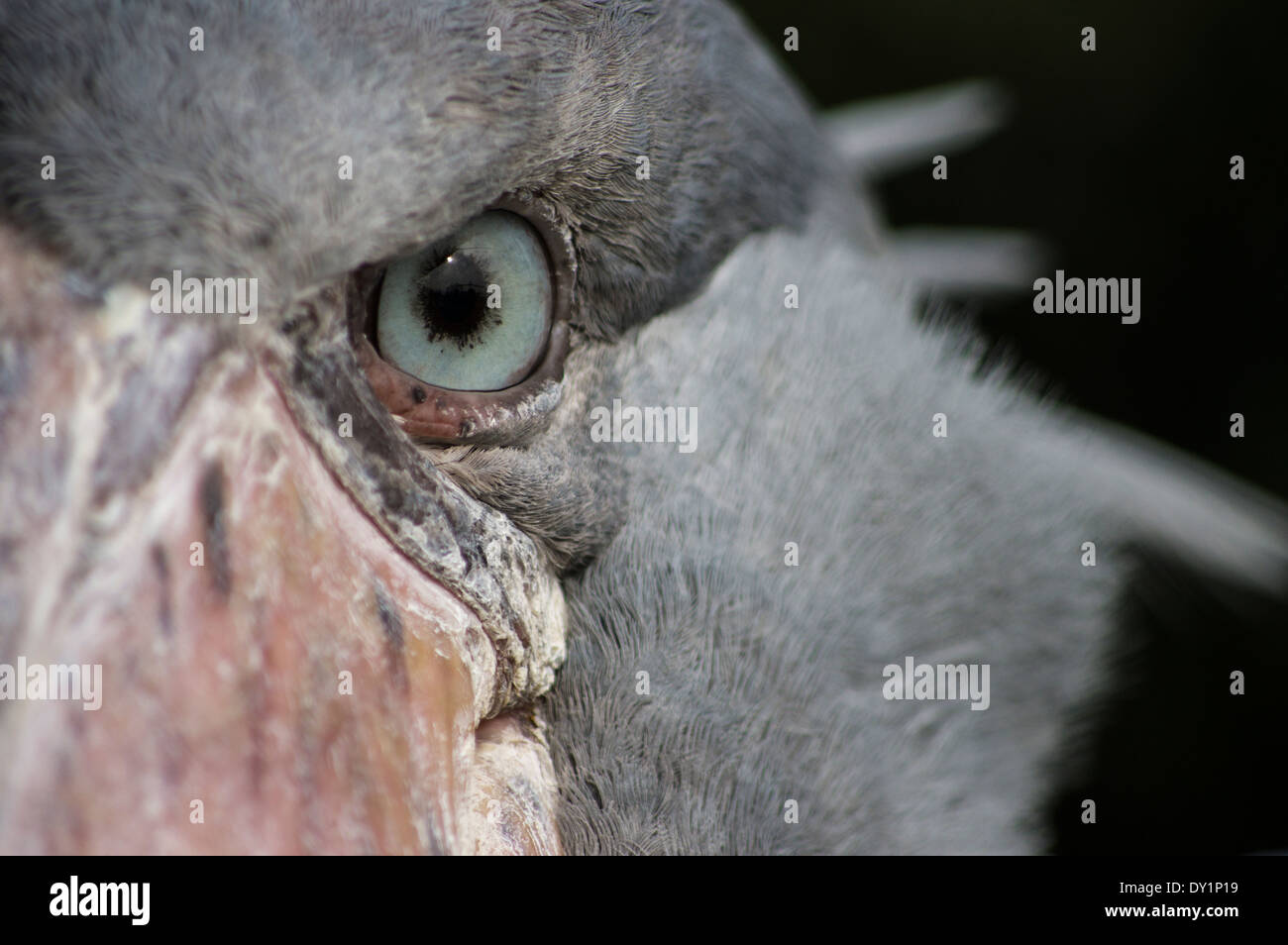 Shoebill, Balaeniceps rex d'oiseaux africains au Zoo de Ueno, Tokyo, Japon Banque D'Images