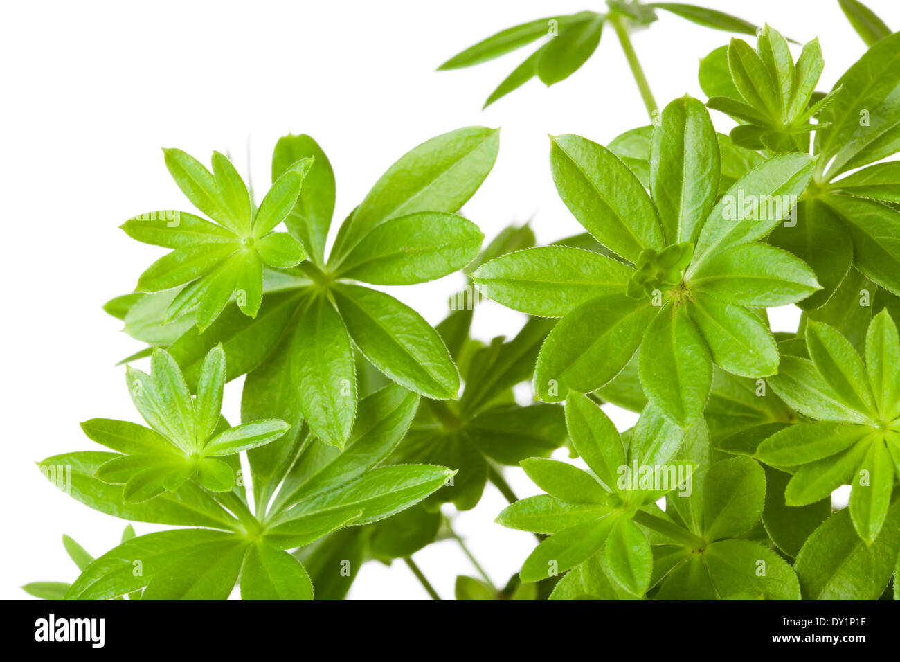 Gros plan du sweet woodruff, fond blanc Banque D'Images