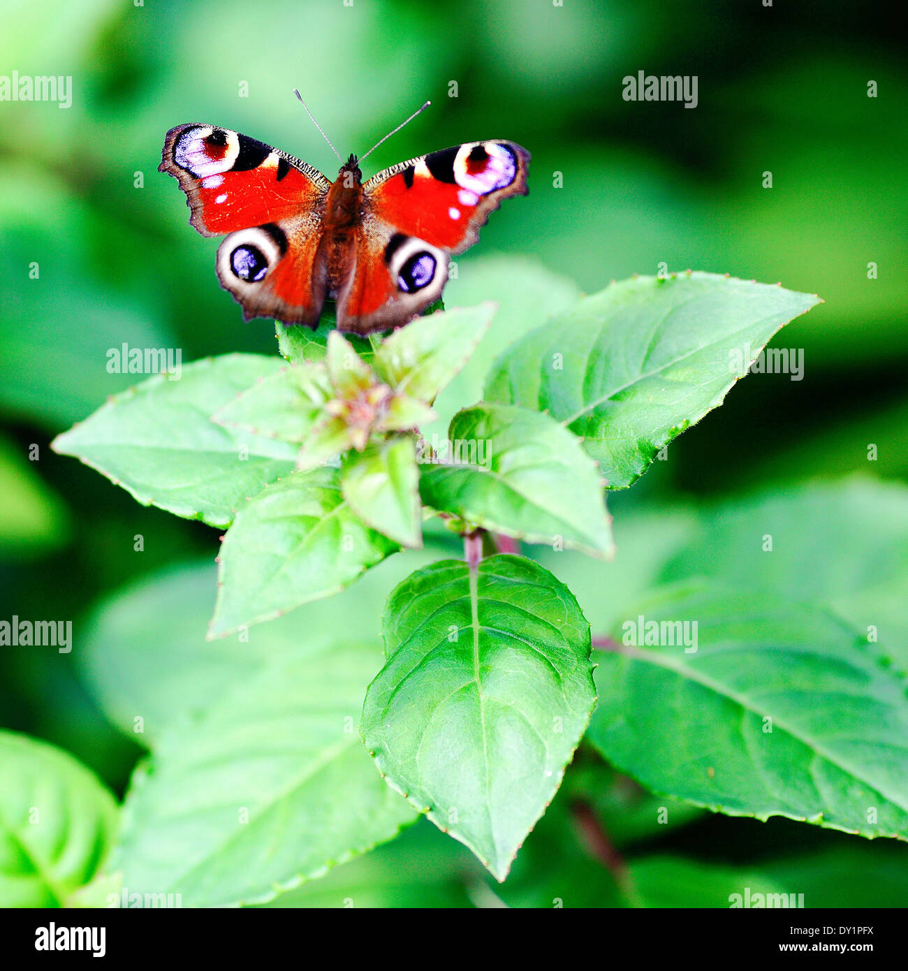 Bhudlia papillon ornant un des photographes dans le jardin arrière. Banque D'Images