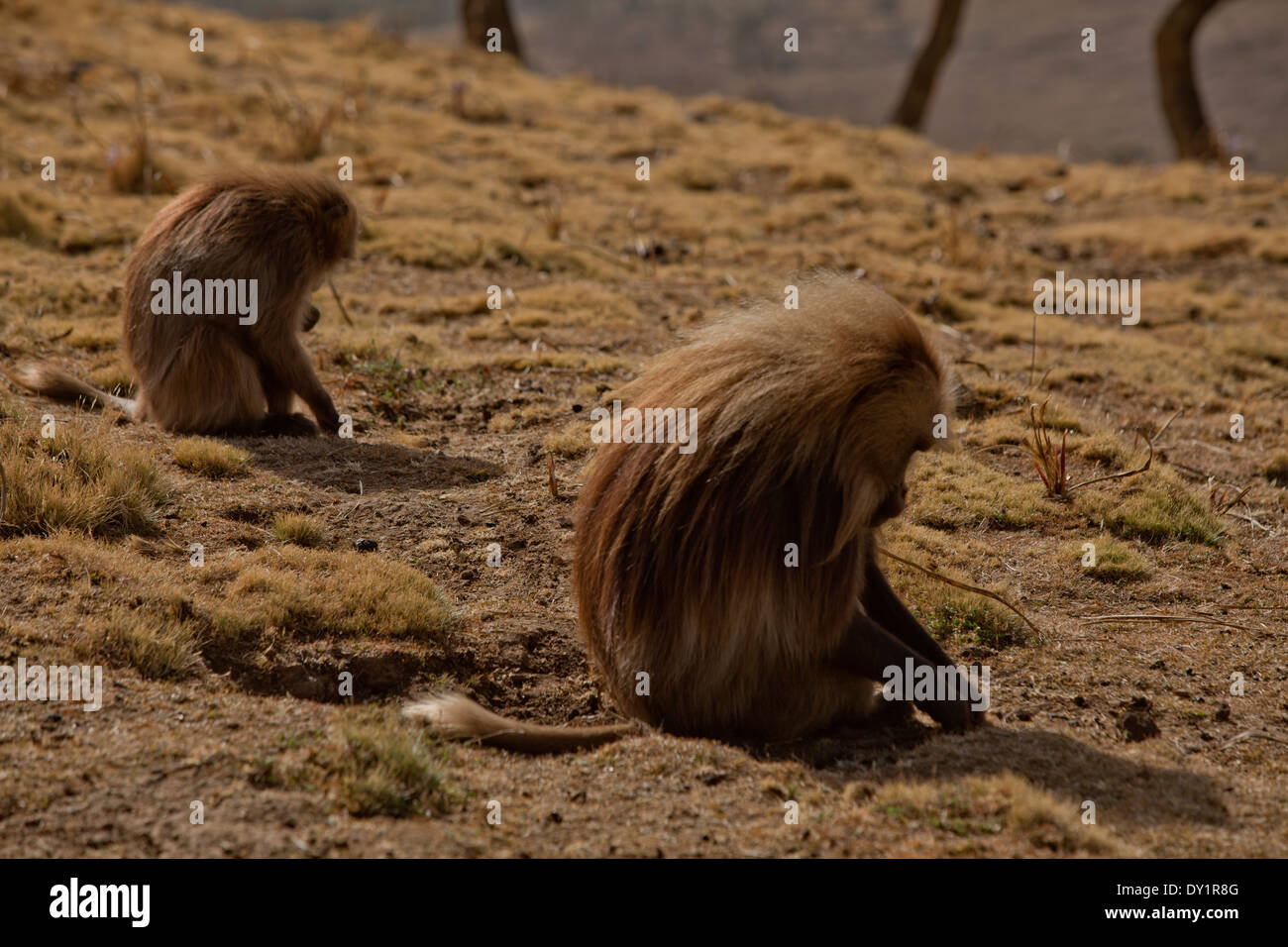 Le Singe gélada mange de l'herbe dans l'Afrique de l'Éthiopie Banque D'Images