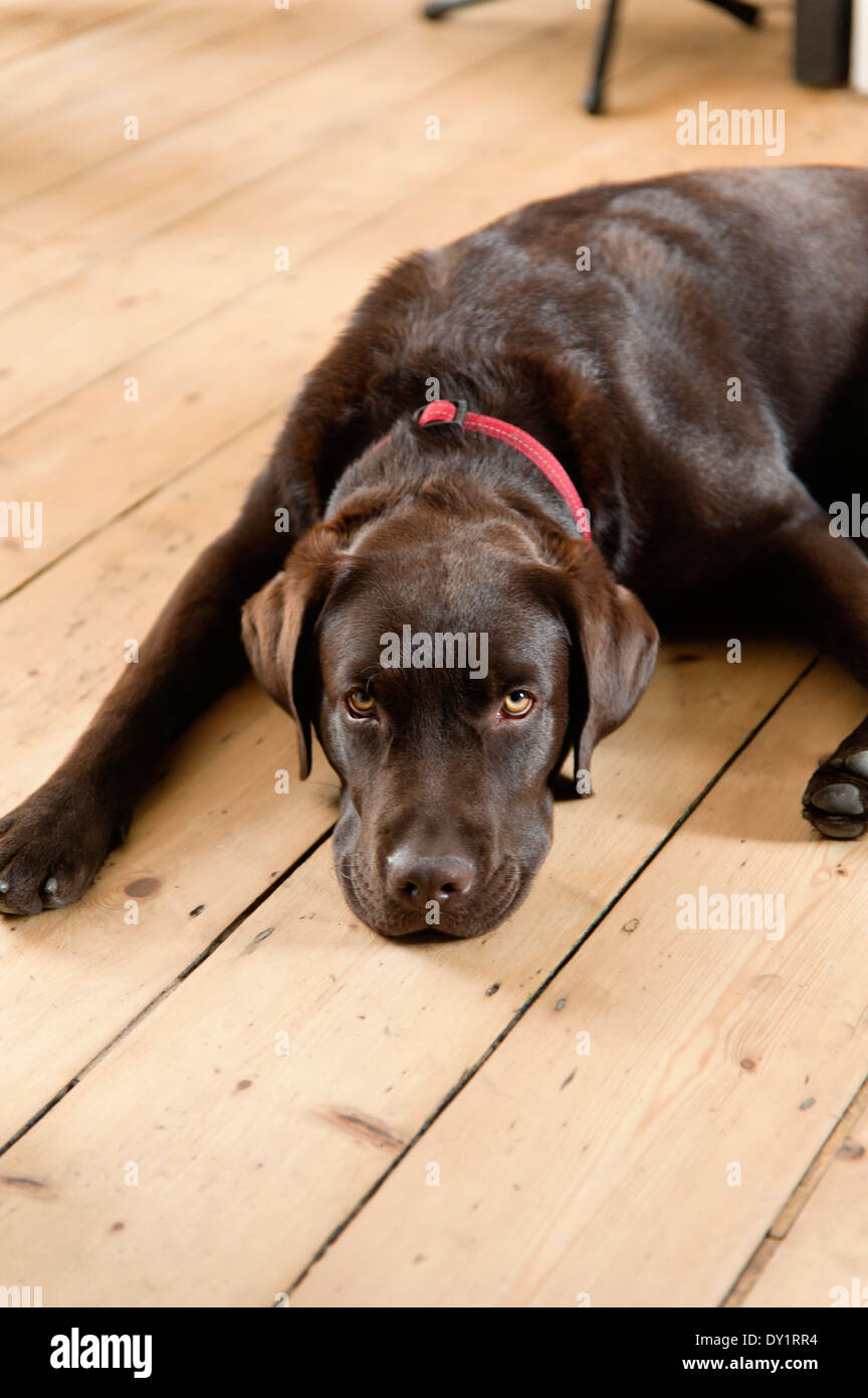 Labrador Chocolat Banque D'Images