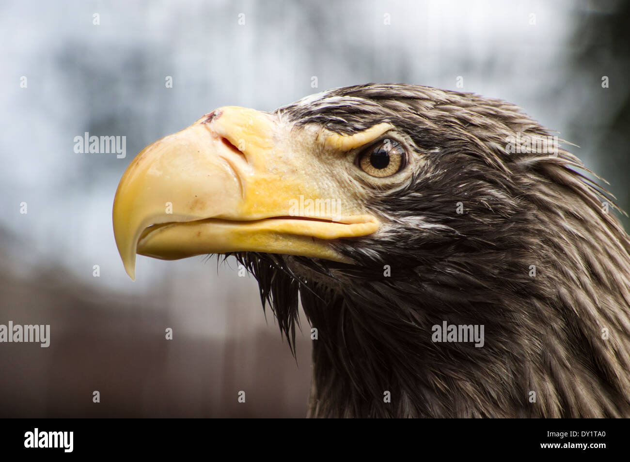 L'aigle de mer de Steller (Haliaeetus pelagicus ) Banque D'Images
